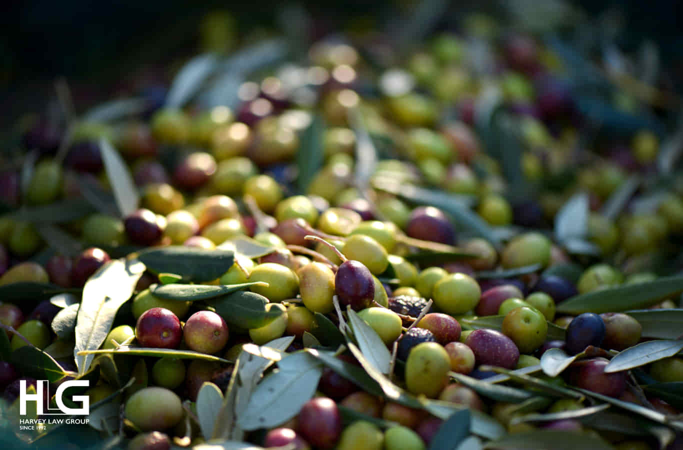 Hy Lạp đứng thứ 3 trên thế giới về Olive